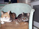 cats on cjair 4.jpg